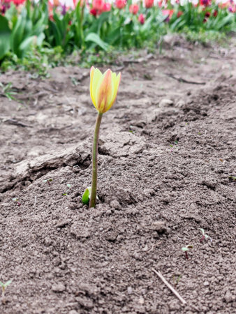 Yellow tulip growing in the garden. Springtime background.の写真素材
