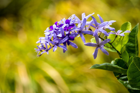 Purple flowerの写真素材