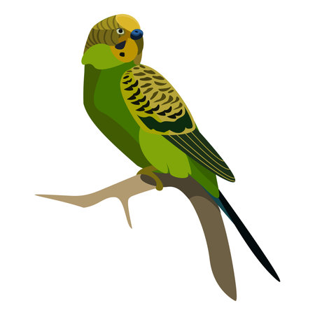 green budgerigar