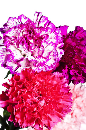Bouquet of carnations closeup, bright pink flowersの写真素材