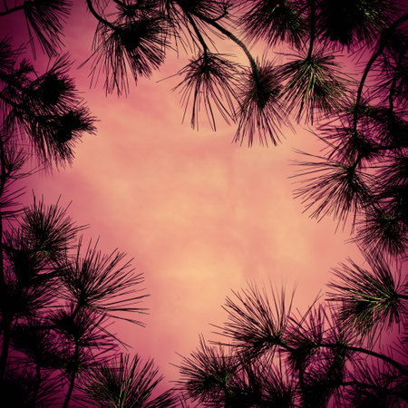 Twigs and pine needles on the sky backgroundの写真素材