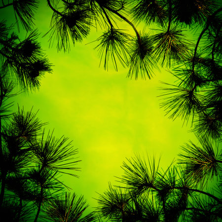 Twigs and pine needles on the sky background