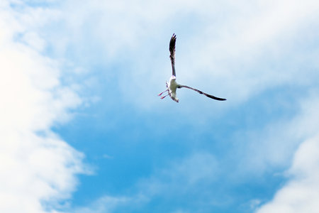 Photo of gull in sky with clouds and bright sunの写真素材