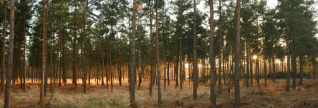 Dusk in an Autumn forest