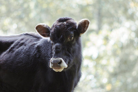 A cowの写真素材