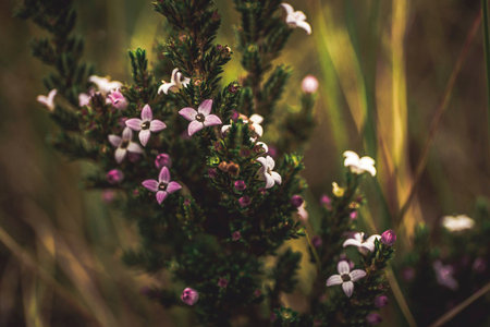 Sub paramo flowers, Piononoの写真素材