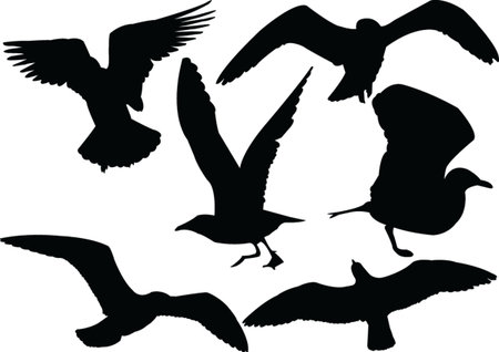  seagull collection silhouette - vectorのイラスト素材