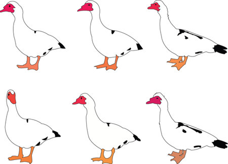  duck collection - vectorのイラスト素材