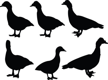  duck collection 2 - vectorのイラスト素材