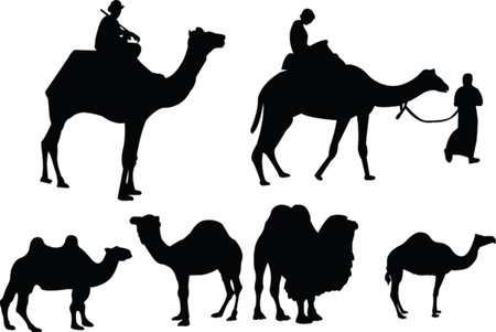 camels collection - vectorのイラスト素材