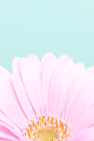 pink gerbera