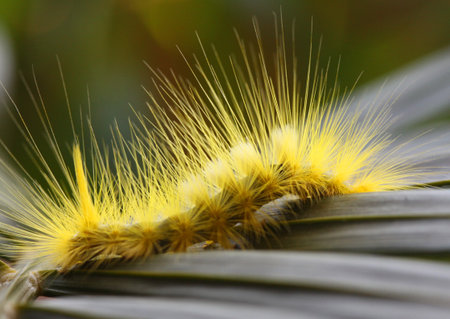 caterpillar の写真素材