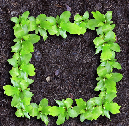 decorative frame of leaves on the soil background 