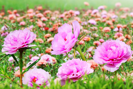 Beautiful Floralの写真素材