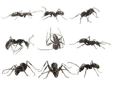 ants isolated on white background の写真素材