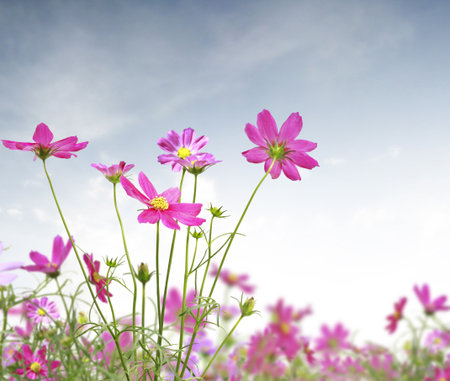 Beautiful Floral の写真素材