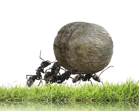 teamwork ,team of ants rolls stone uphill