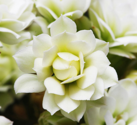 Beautiful flower background design の写真素材