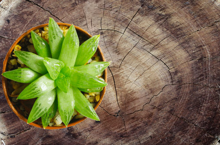 Top view of a Cactus on the woodの写真素材