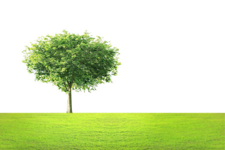 Beautiful green treeの写真素材