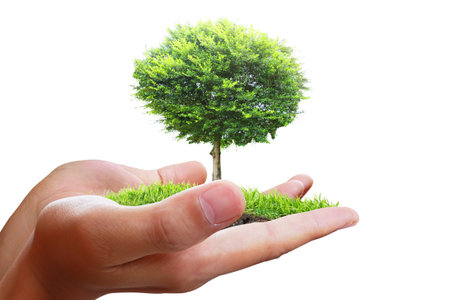 Small tree, plant in the hand 