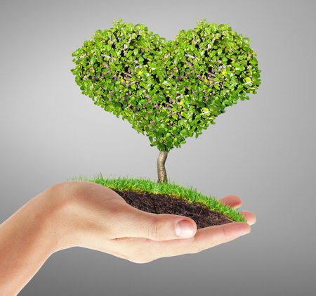 Human hands holding a treeの写真素材