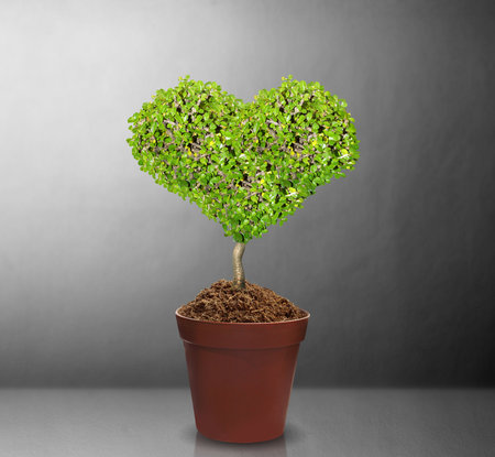 close up tree and soilの写真素材