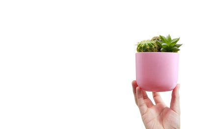 Close up image of human hands holding plant cactus sproutの写真素材