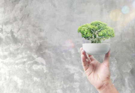 Close up of human hands holding sprout,treeの写真素材