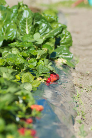 Beautiful summer plantation background - light yellowの写真素材