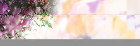 Banner with pink flowers on a white background. Horizontal banner.