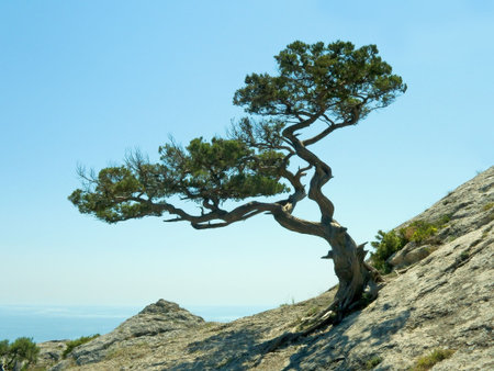 Single pine tree on sky backgroundの写真素材
