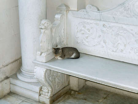 cat on white marble benchの写真素材