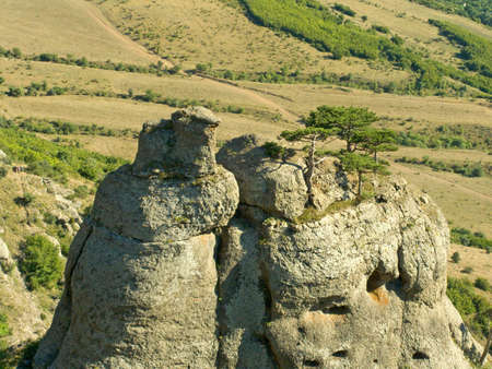 Green trees (pines) on rockの写真素材