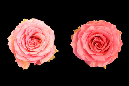 Two red roses, isolated on black backgroundの写真素材