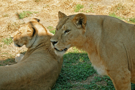 Lioness and lionet on grass    