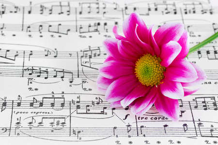 Flower on sheet music, abstract art backgroundの写真素材