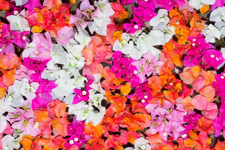 Petals of flowers - abstract nature backgroundの写真素材