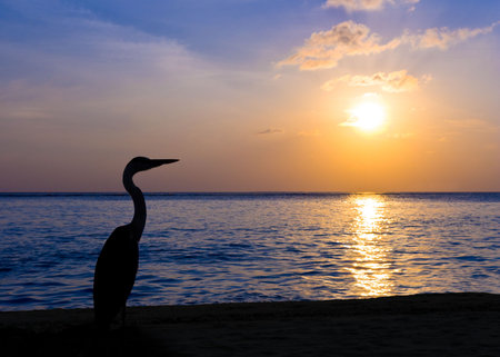 Heron on a tropical beach, sunset - nature backgroundの写真素材