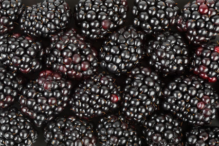 Group of blackberry - abstract food backgroundの写真素材