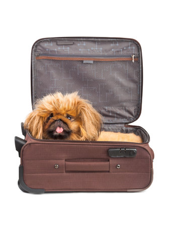 Dog in travel case isolated on white backgroundの写真素材