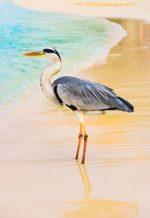 Heron on a tropical beach - nature backgroundの写真素材