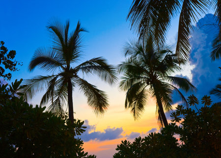 Silhouette of palms and sunset - abstract nature backgroundの写真素材