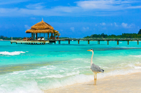 Heron on a tropical beach - nature backgroundの写真素材