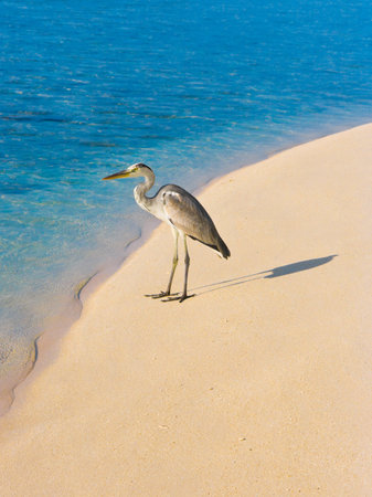Heron on a tropical beach - nature backgroundの写真素材