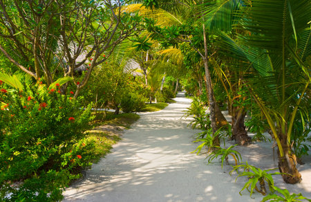 Bungalows on beach and sand pathway, flowers and treesの写真素材