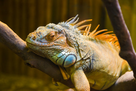 Big iguana lizard in terrarium - animal backgroundの写真素材