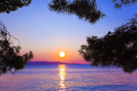 Pine tree branch and sunset - nature vacations background
