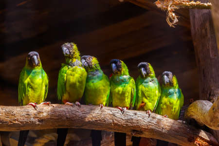 Parrots on a tree - animal background
