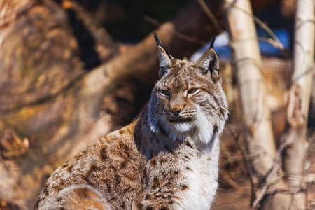 Lynx - zoo in Innsbruck Austria - animal backgroundの写真素材